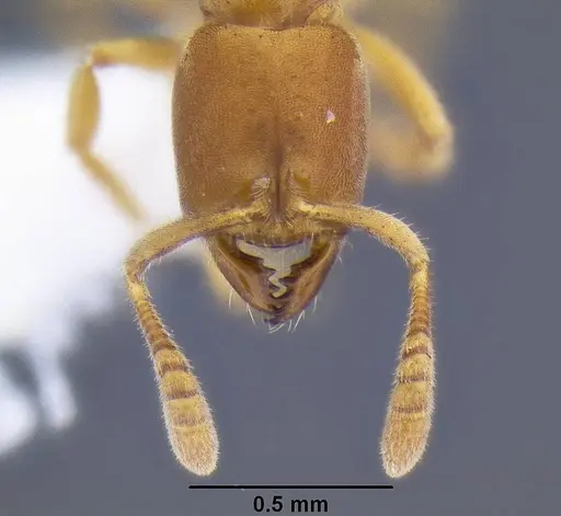 Cryptopone testacea specimen