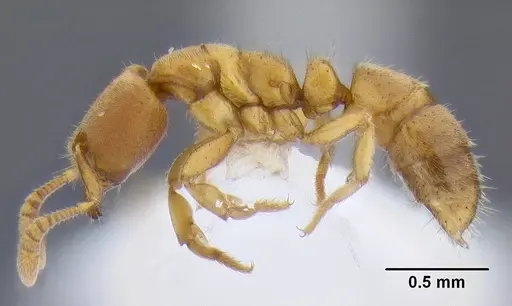 Cryptopone testacea specimen