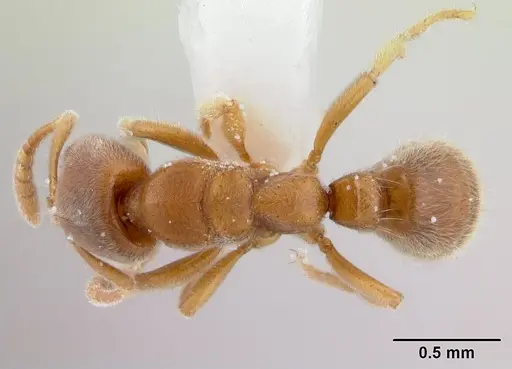 Cryptopone testacea - CASENT0178371