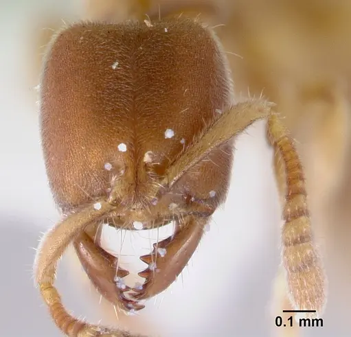 Cryptopone testacea - CASENT0178371