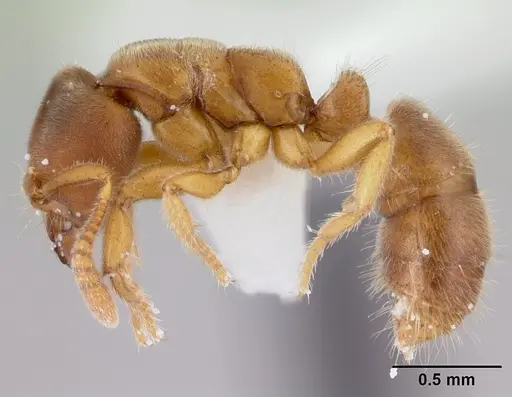 Cryptopone testacea - CASENT0178371