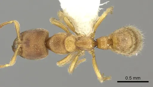 Cryptopone testacea - CASENT0260414