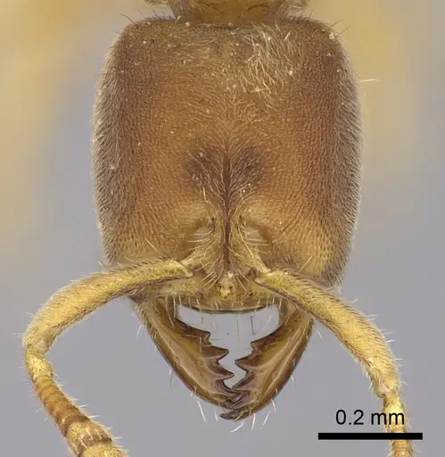 Cryptopone testacea - CASENT0260414