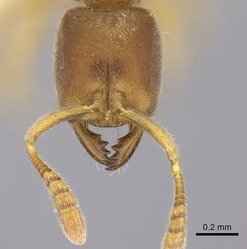 Cryptopone testacea - CASENT0260414