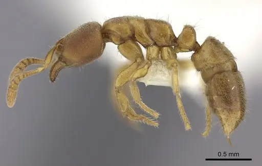 Cryptopone testacea - CASENT0260414