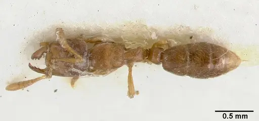 Cryptopone testacea - CASTYPE06939-01