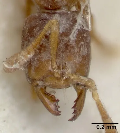 Cryptopone testacea - CASTYPE06939-01