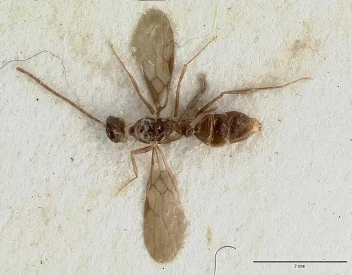 Cryptopone testacea - CASTYPE06939-02