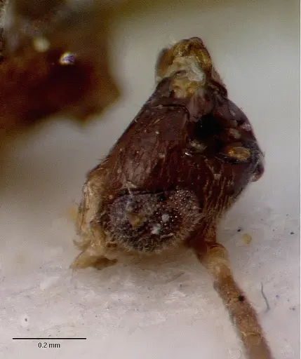 Cryptopone testacea - CASTYPE06939-02