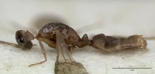 Cryptopone testacea - CASTYPE06939-02