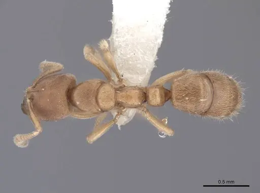 Cryptopone testacea - FMNHINS0000065368