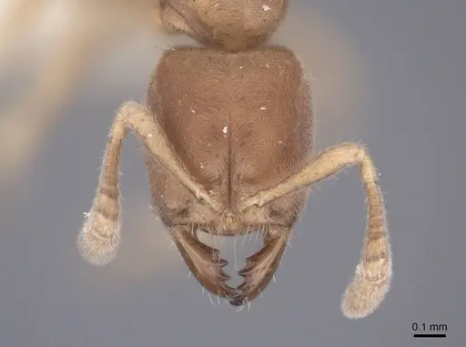 Cryptopone testacea - FMNHINS0000065368