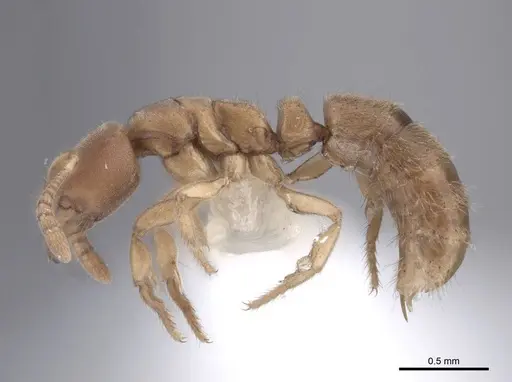 Cryptopone testacea - FMNHINS0000065368