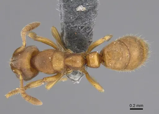 Cryptopone typhlos specimen