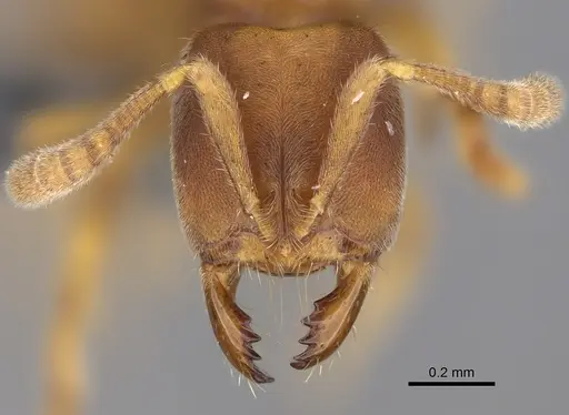 Cryptopone typhlos specimen