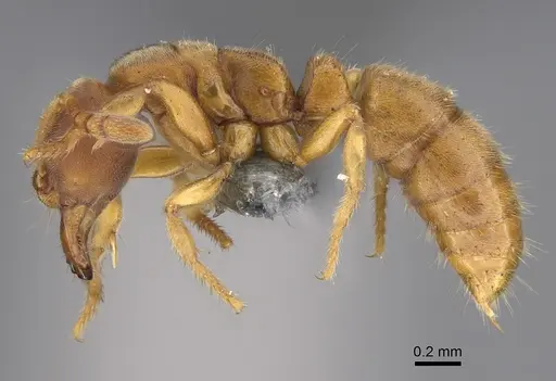 Cryptopone typhlos specimen