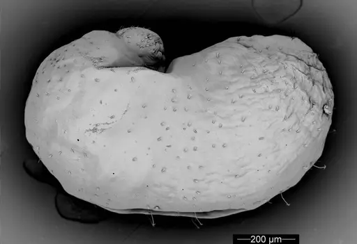 Cyatta abscondita specimen