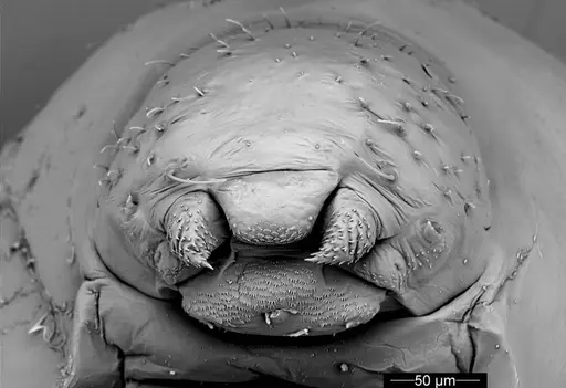 Cyatta abscondita specimen