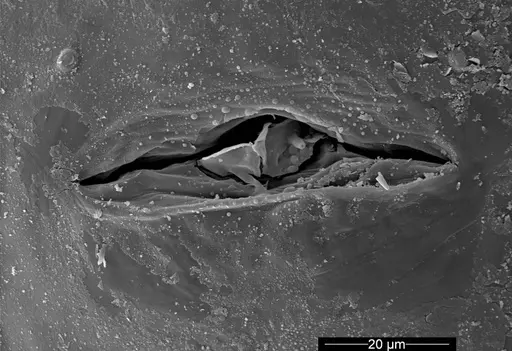 Cyatta abscondita specimen