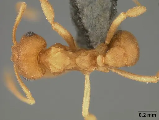 Cyatta abscondita - USNMENT00758173