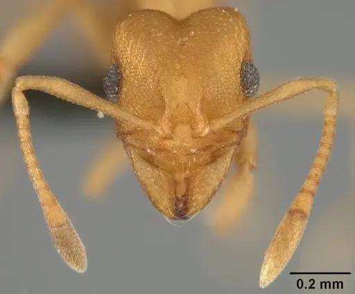 Cyatta abscondita - USNMENT00758173