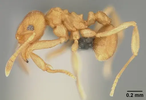 Cyatta abscondita - USNMENT00758173