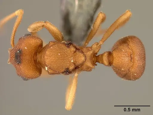 Cyatta abscondita - USNMENT00758174