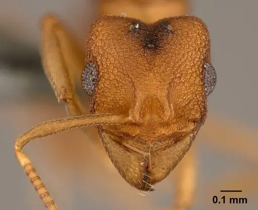 Cyatta abscondita - USNMENT00758174