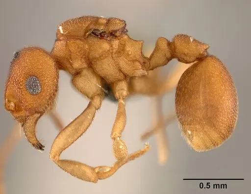 Cyatta abscondita - USNMENT00758174