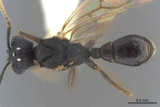 Cyatta abscondita - USNMENT00758204