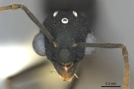 Cyatta abscondita - USNMENT00758204