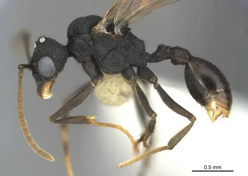 Cyatta abscondita - USNMENT00758204