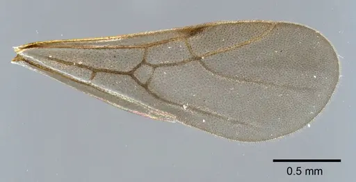 Cyatta abscondita - USNMENT00758204