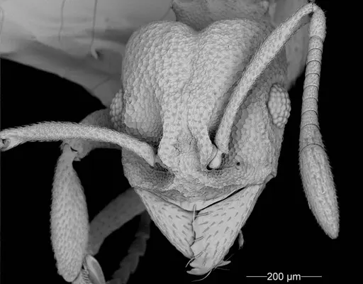 Cyatta abscondita - USNMENT00758223