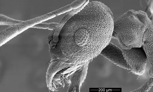 Cyatta abscondita - USNMENT00758223