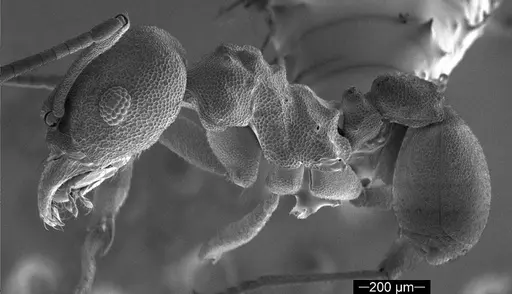 Cyatta abscondita - USNMENT00758223