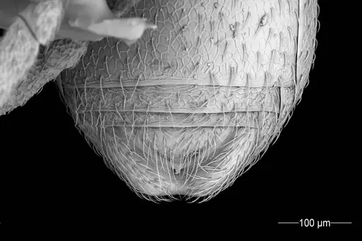 Cyatta abscondita - USNMENT00758223