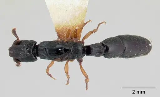Cylindromyrmex boliviae specimen