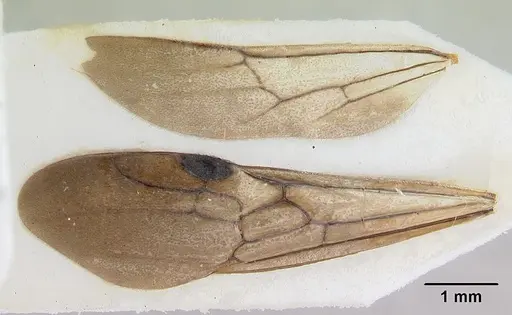 Cylindromyrmex boliviae specimen