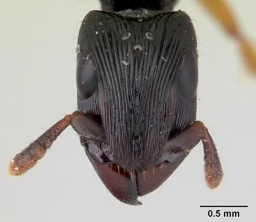 Cylindromyrmex boliviae specimen