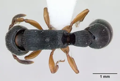 Cylindromyrmex brasiliensis specimen