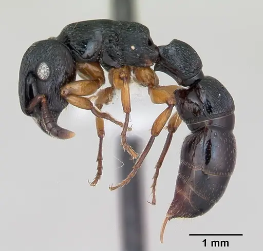Cylindromyrmex brasiliensis specimen