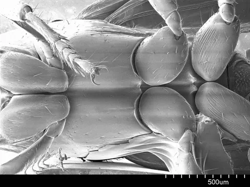 Cylindromyrmex brevitarsus specimen