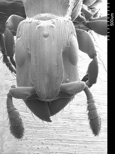 Cylindromyrmex brevitarsus specimen