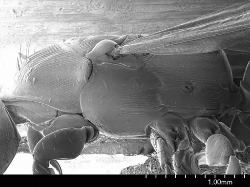 Cylindromyrmex brevitarsus specimen