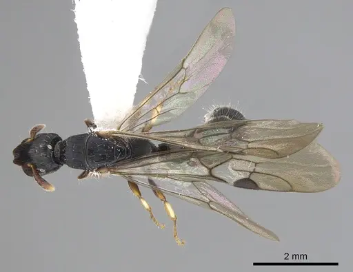 Cylindromyrmex brevitarsus - CASENT0249338