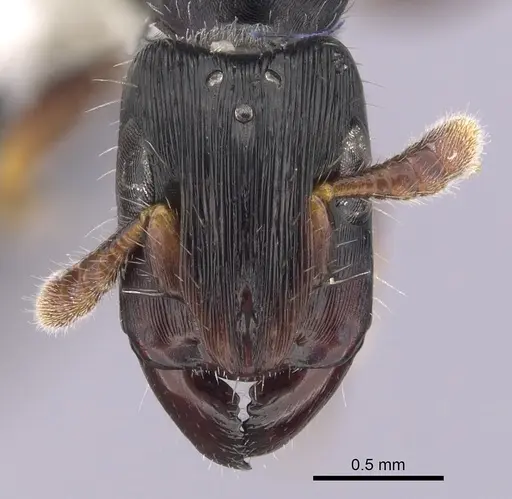 Cylindromyrmex brevitarsus - CASENT0249338