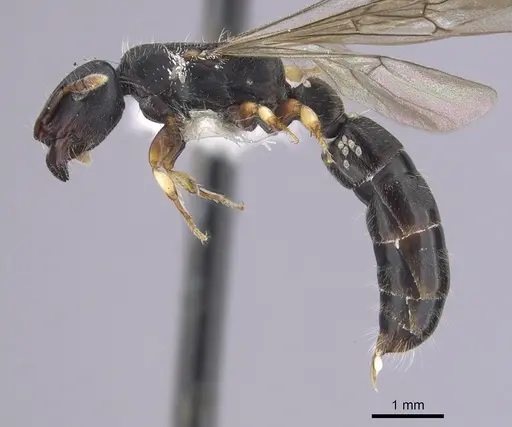 Cylindromyrmex brevitarsus - CASENT0249338