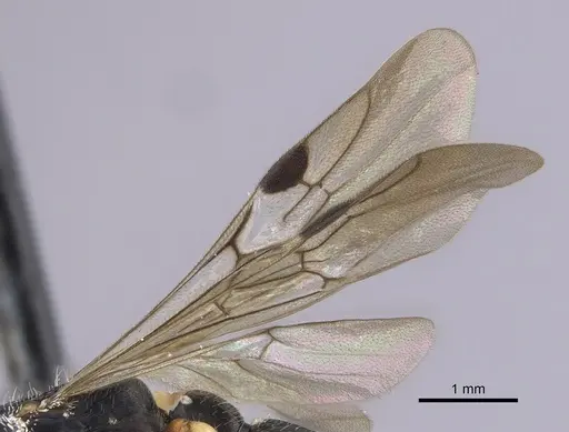 Cylindromyrmex brevitarsus - CASENT0249338