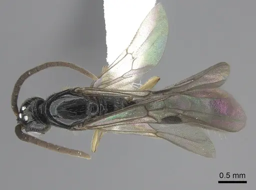 Cylindromyrmex brevitarsus - CASENT0608792